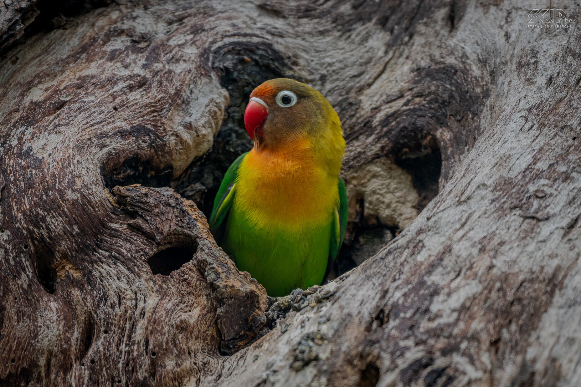 Lake Naivasha - Fischers lovebird De regio van Naivasha heeft ook een grote populatie van dwergpapegaaien (Lovebirds). Dit zijn vooral hybriden van Fischers agapornis (Agapornis fischeri) en de zwartmaskeragapornis (Yellow-collared lovebird, Agapornis personatus). Stefan Cruysberghs